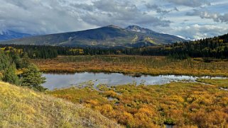 Cottonwood - Parc National de Jasper Canada 2023